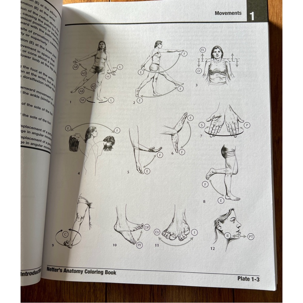 Netter's Anatomy Coloring Book - 3”2nd Updated Edition - Picture 3 of 4